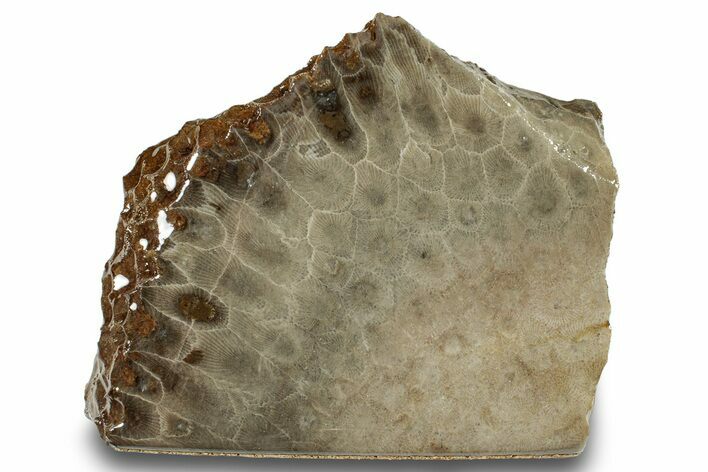 Free-Standing, Petoskey Stone (Fossil Coral) Section - Michigan #253637